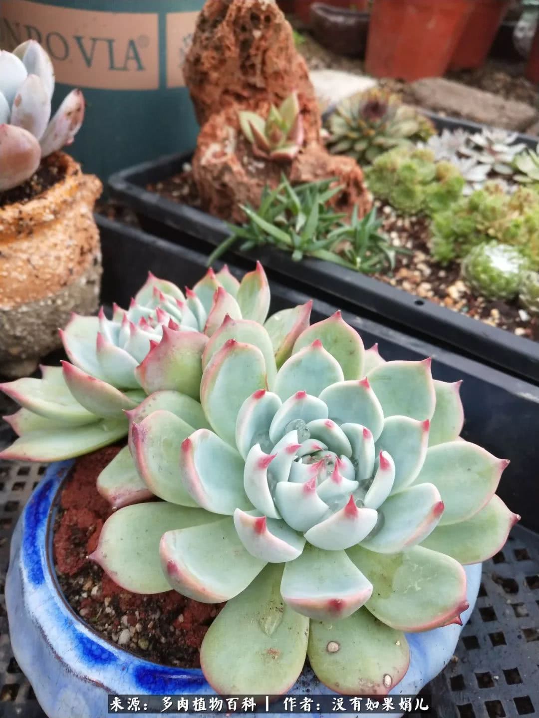 明人不说暗话，我为多肉而来！