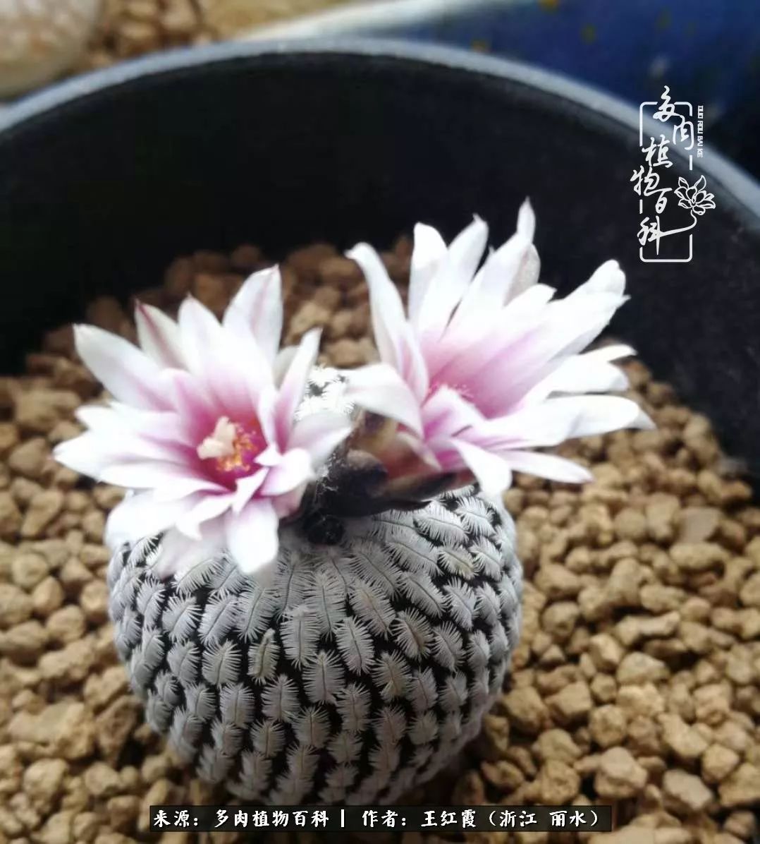 仙人球露养条件,仙人球的露养方法