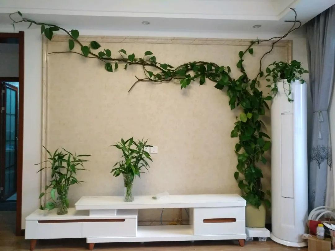 农村绿萝泛滥成灾,绿萝怎么防止烂根