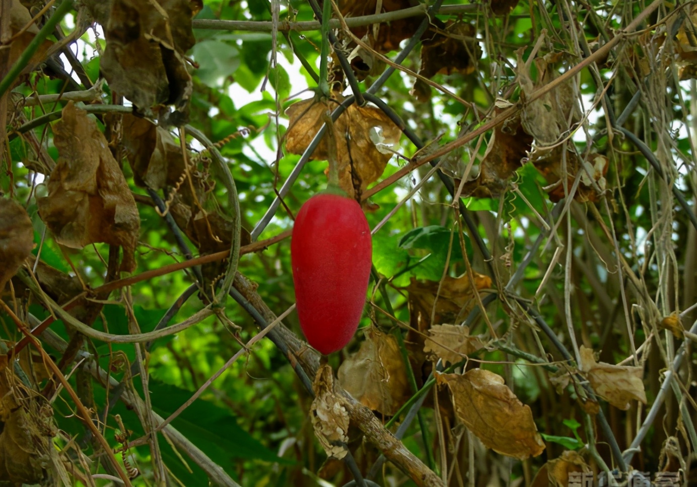 百种果子简介,百种果实图片