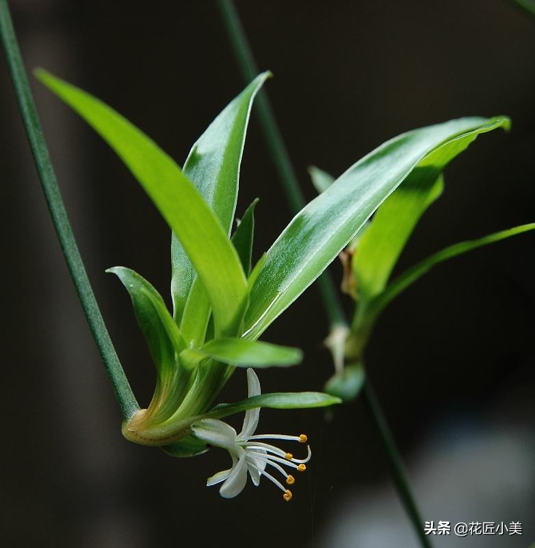 吊兰叶片少不长新叶片是什么原因,吊兰不长藤条怎么回事