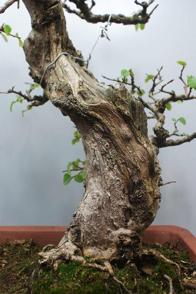 盆景梅花老桩怎么上盆,无花果老桩上盆多久发新芽
