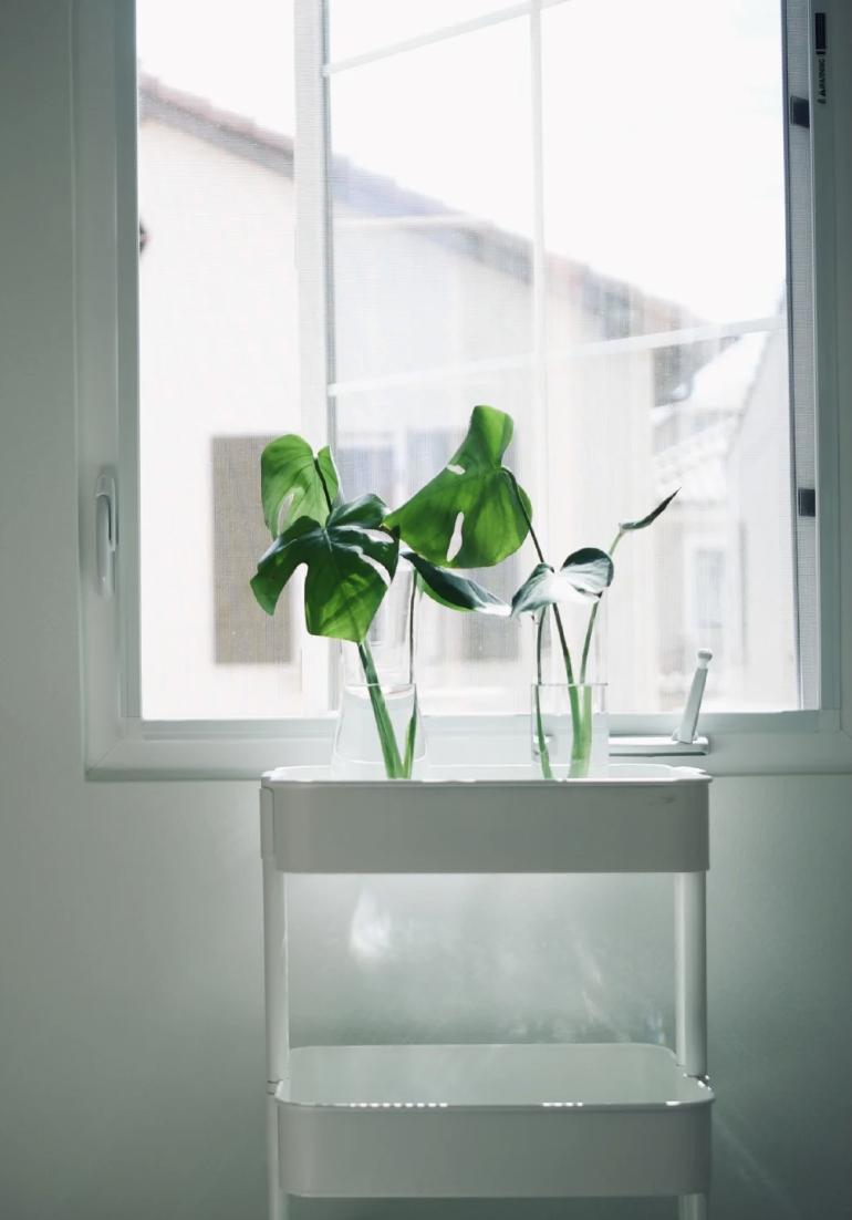 家里要有氛围感什么花比较好,家里高级的花