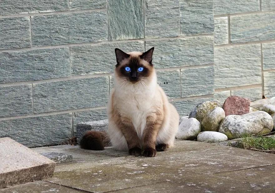 暹罗猫挖煤工怎么念,挖煤猫和暹罗猫怎么区别