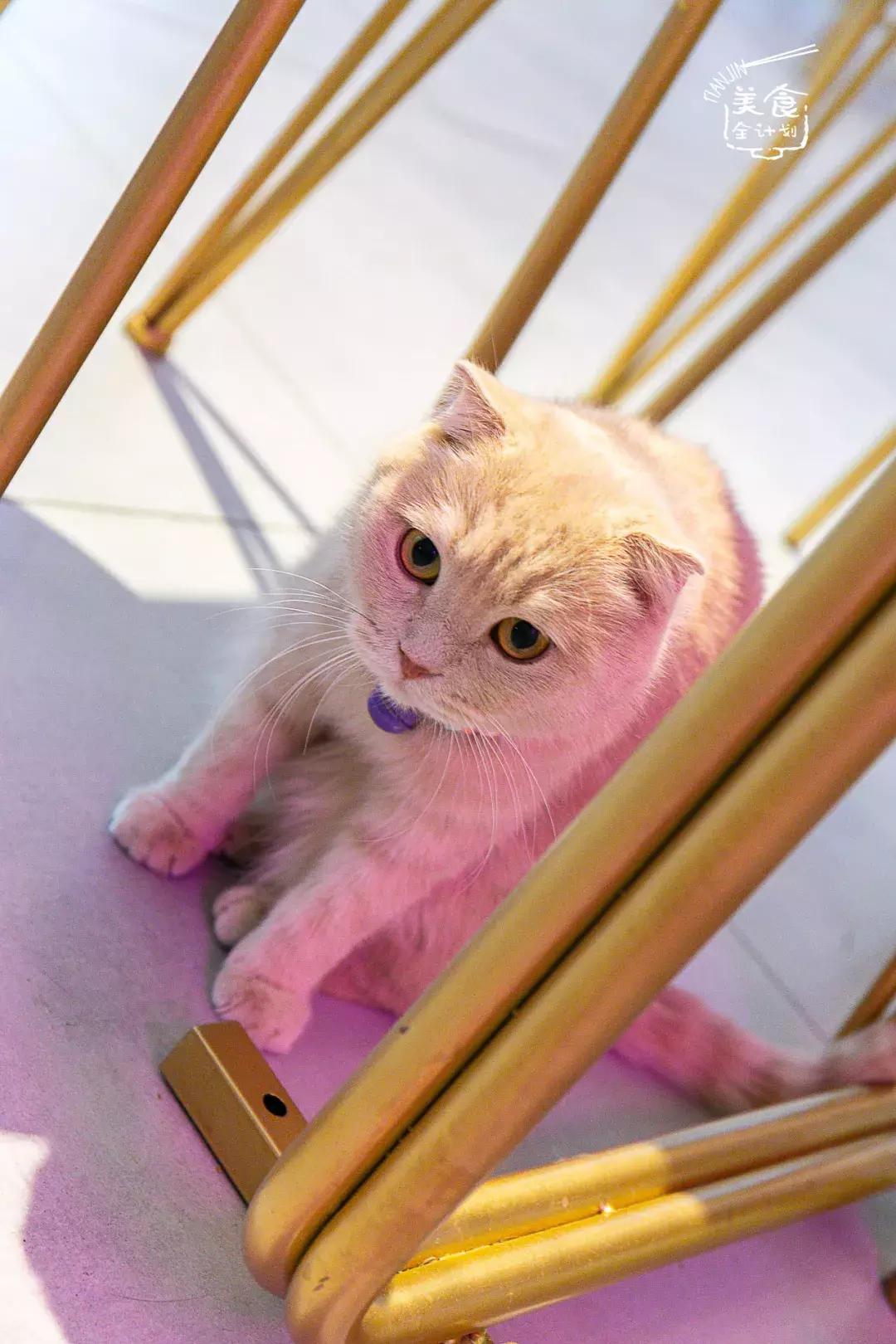 吃饭玩耍一体店,吃饭撸猫二选一