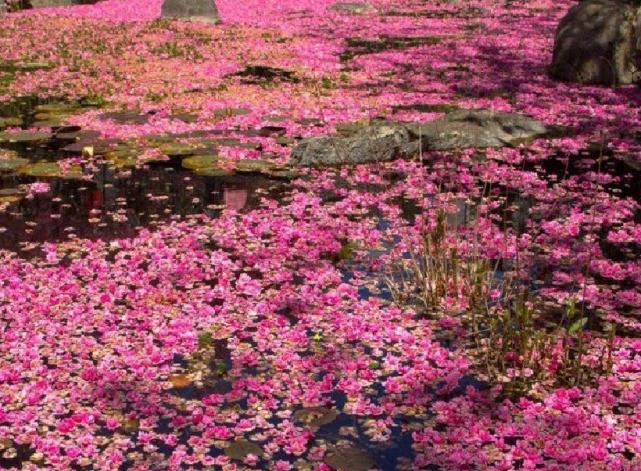 大理苍山雨中美景,大理苍山花海风景图片