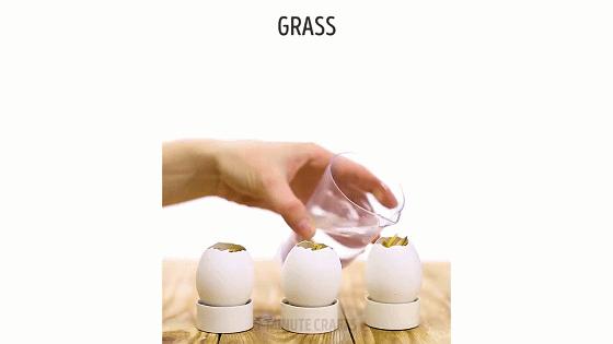 在家怎么无土种菜简单又安全,家庭种菜不用肥料种菜方法