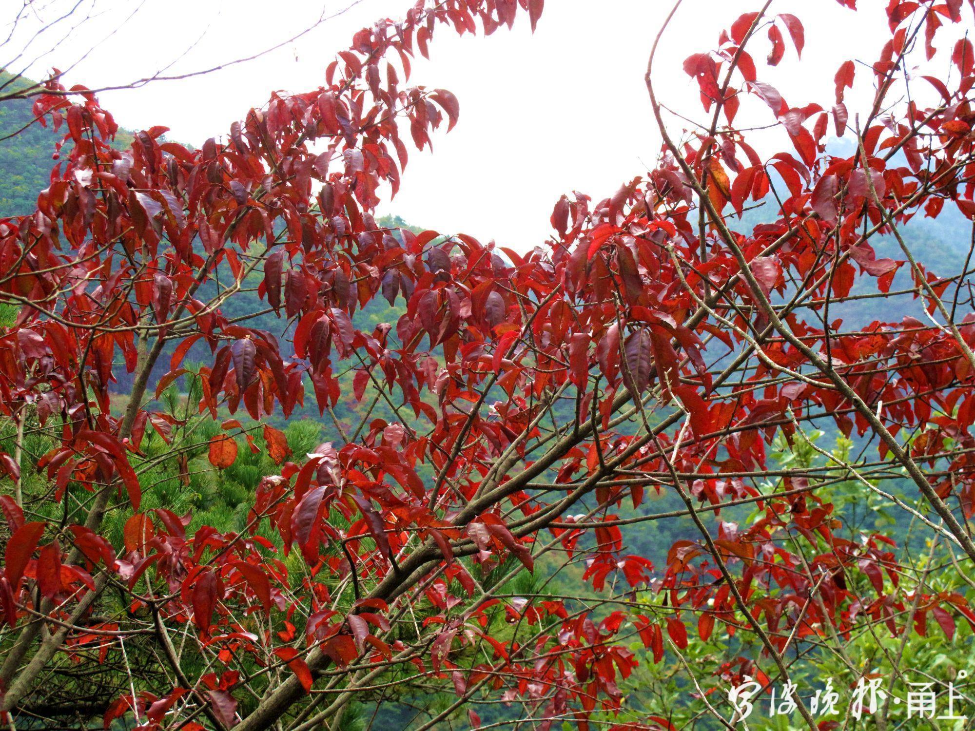 四明山美景,宁波四明山枫叶美景