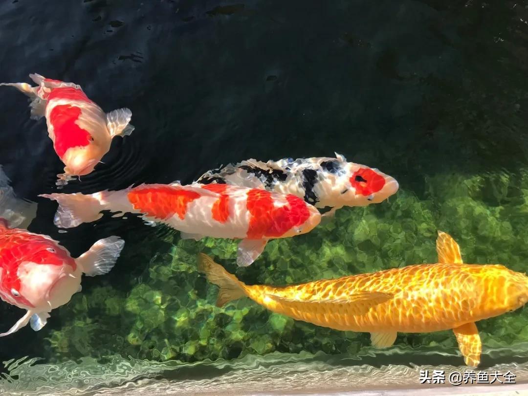 锦鲤喂多了会出现什么情况,锦鲤不养了怎么处理掉