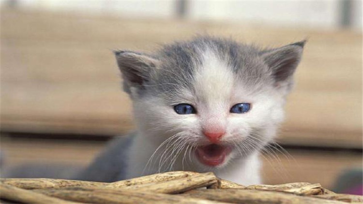 养猫怎么解决猫咪大小便,猫咪怎么养才能学会上厕所