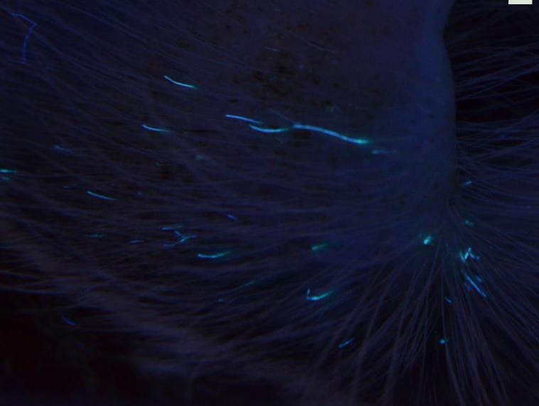 猫咪疯狂掉毛怎么回事,猫咪疯狂掉胡子