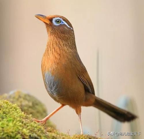 画眉雌雄图片大全,画眉公母怎么分辨图解