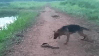 玩了一下电鳗,他口吐白沫倒下了