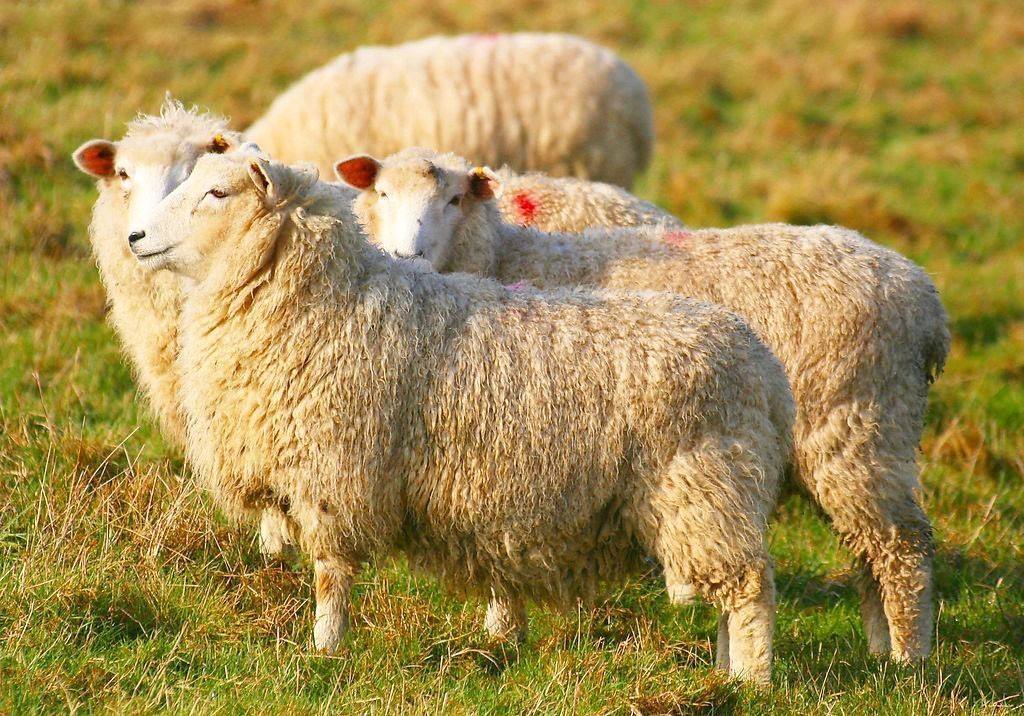 澳大利亚出国劳务,去澳大利亚旅游打工怎么样