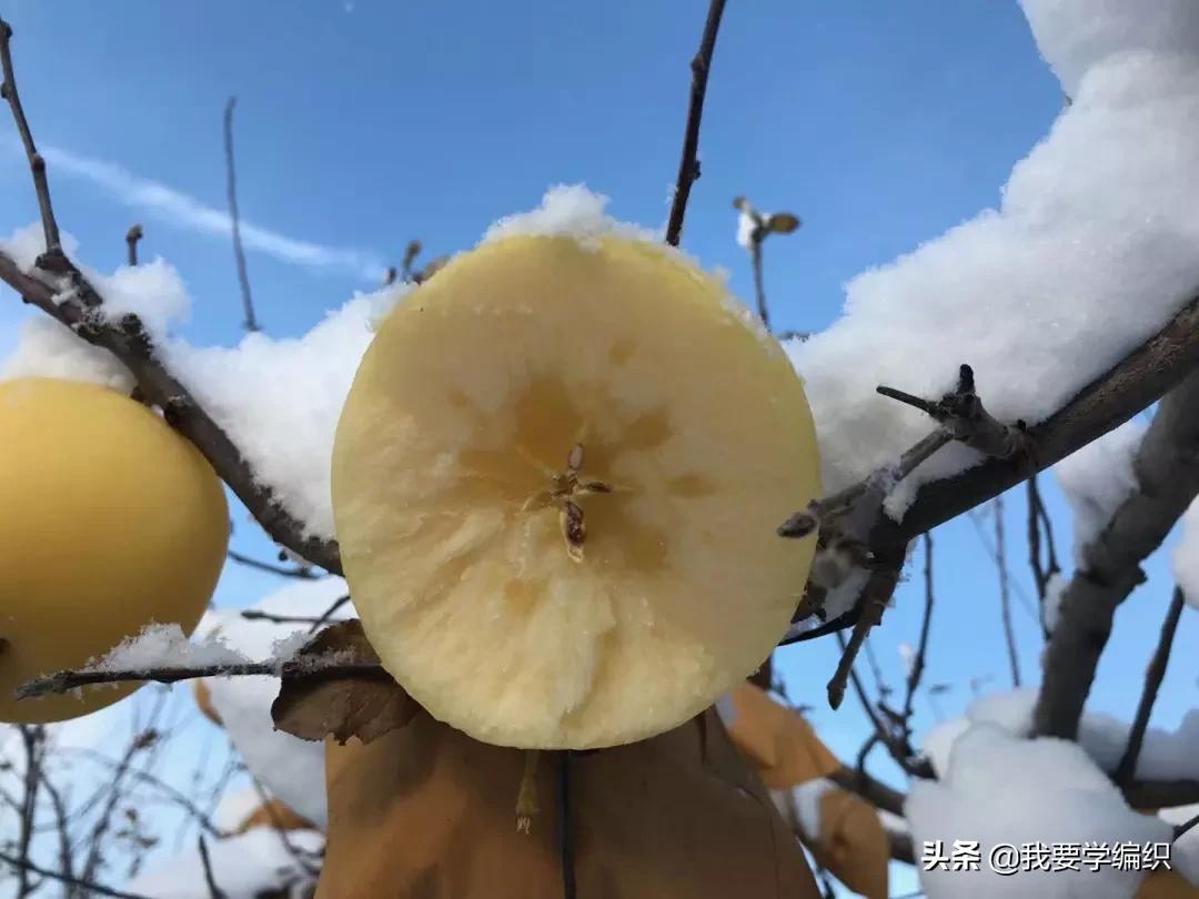 日本天价水果上热搜，苹果100元一个！中国老农却种出奶油富士