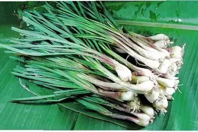 【小知识】我们常吃的腌菜，原来是用它们做的~