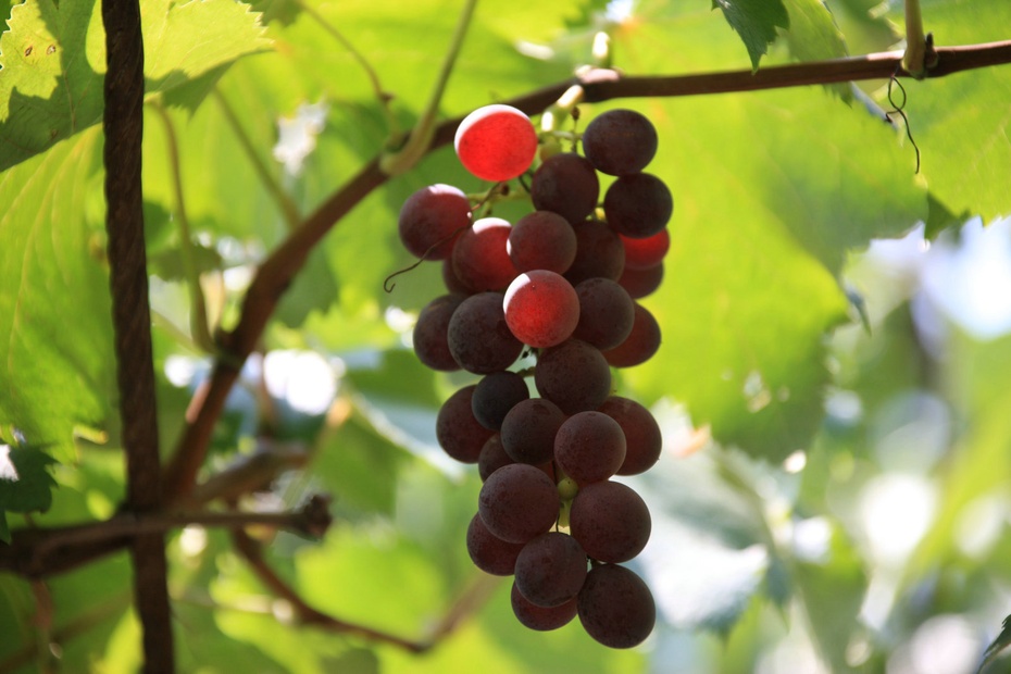 米亚罗-大美理礼县