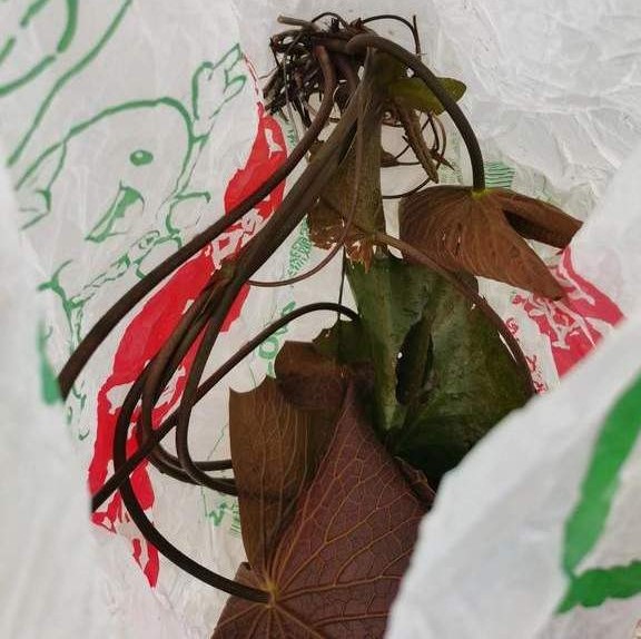 浅水缸养睡莲和鱼的方法,过滤陶缸养殖睡莲