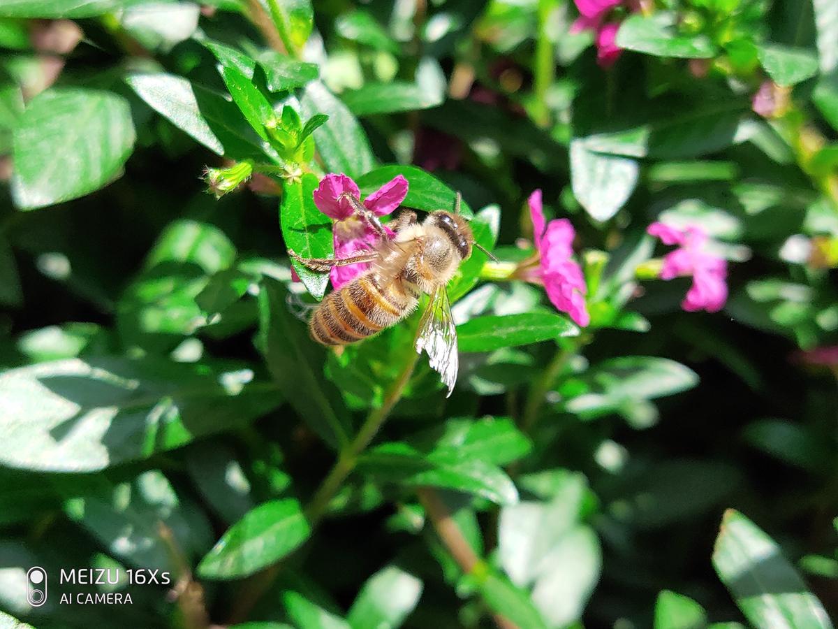 魅族16xs前置摄像拍照好模糊,千元三轴航拍机