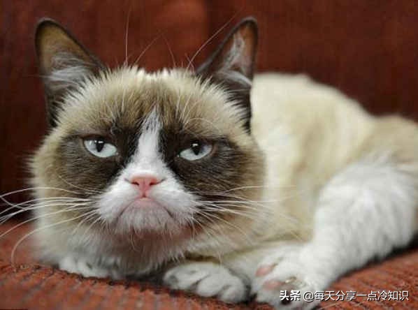 世界上最有名的12只猫咪,世界上十大最可爱的猫咪排名