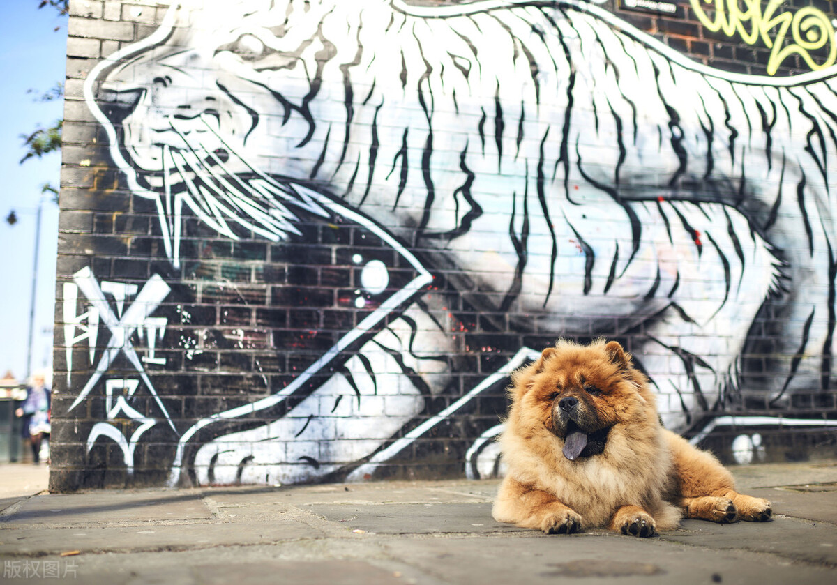 生活中松狮犬的养护须知是什么,松狮犬该怎么养这篇文章为你解读