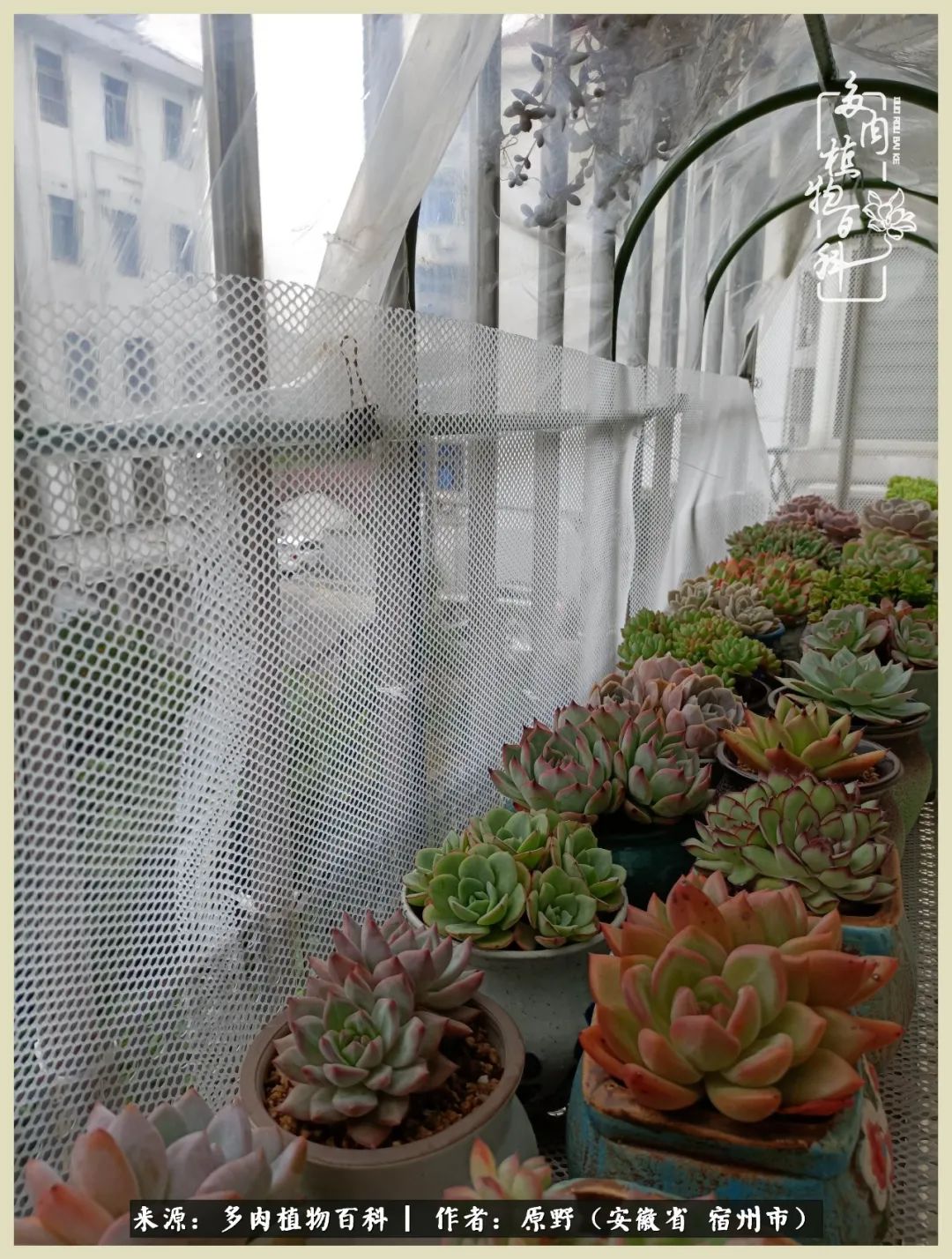 梅雨袭，酷暑至，多肉进入历劫季