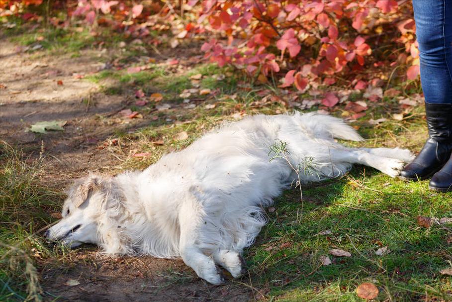 狗狗有跳蚤怎么办？这5个“妙招”，可以帮你搞定