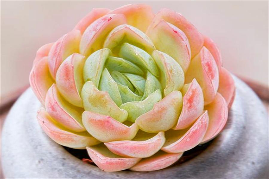 多肉冰梅怎么修成手捧型,把多肉养成像荷花一样