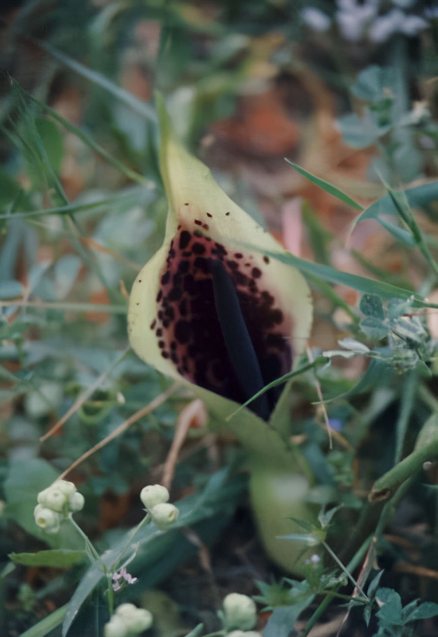 世界上最奇怪的10种花,世界上最臭的东西前10名