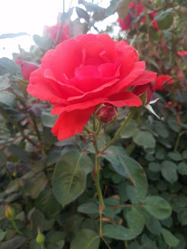 苏州吴江中学,吴江高级中学