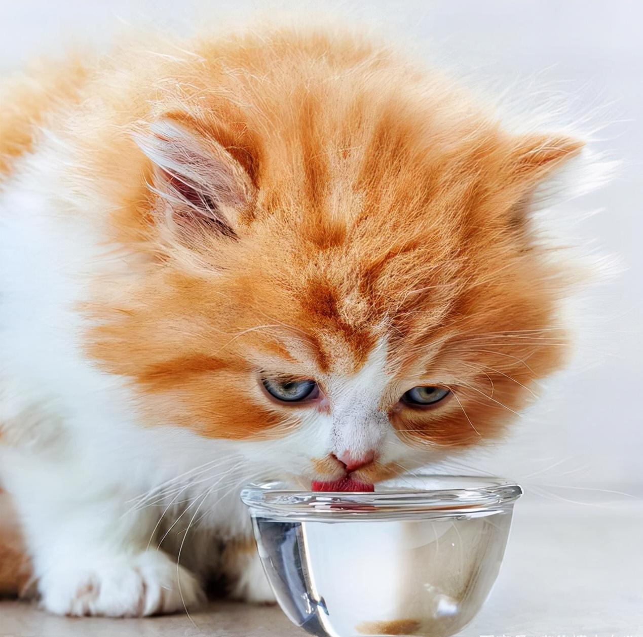 宠物猫咪家中常备药,家中常备这些药猫咪生病不用慌