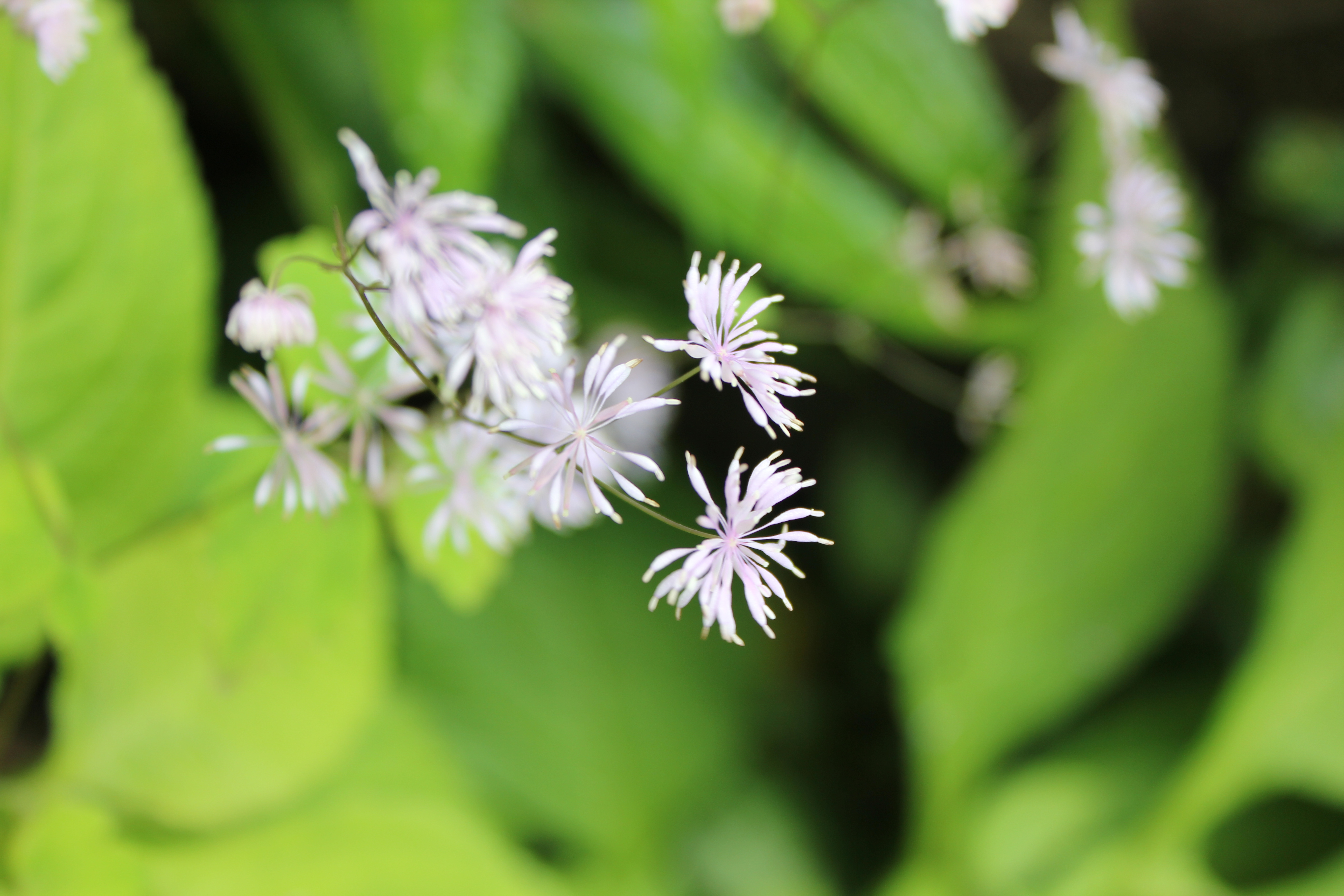 武汉周边避暑胜地|端午武汉至咸宁九宫山2日自驾亲子游路线分享