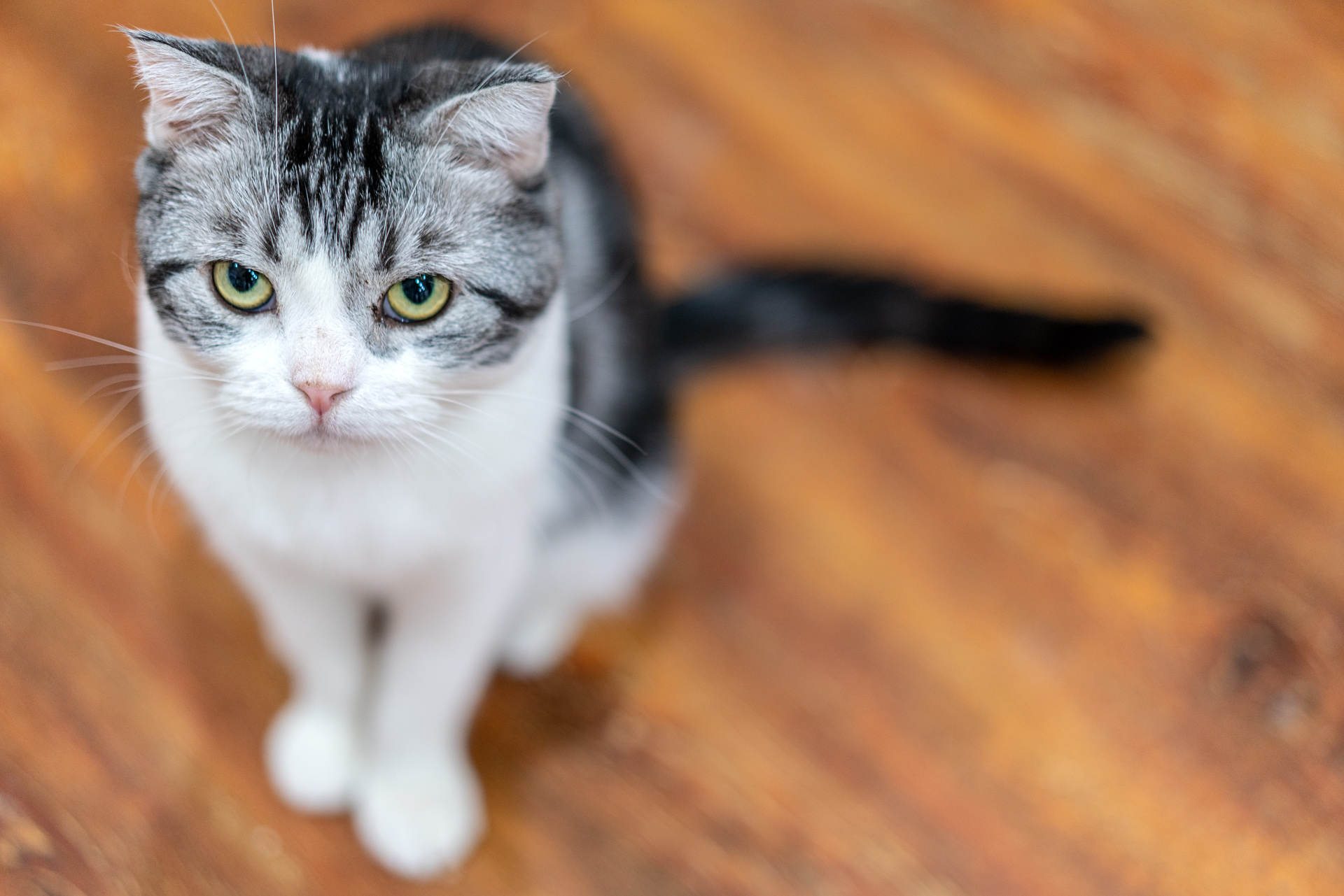 Sonnar（索纳）眼中的猫——索尼SonnarT*FE55mmF1.8ZA实拍体验