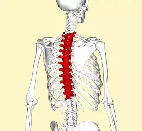 胸椎灵活性不足如何锻炼,胸椎灵活性不够的原因