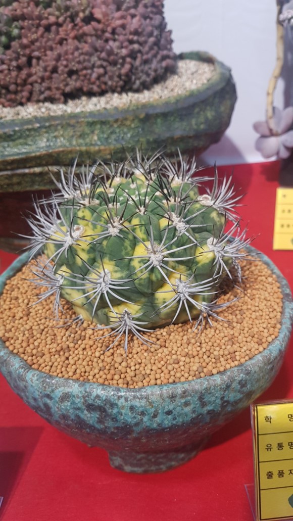 多肉欣赏桃美人,多肉植物欣赏