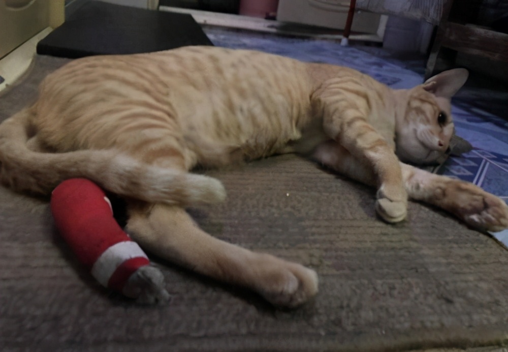 猫咪脸上有伤口化脓,猫咪伤口化脓怎么清创