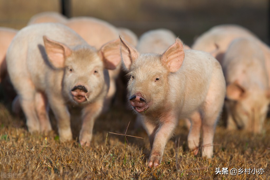 保育仔猪消瘦露脊梁怎么治疗,养猪知识断奶仔猪消瘦的解决方法