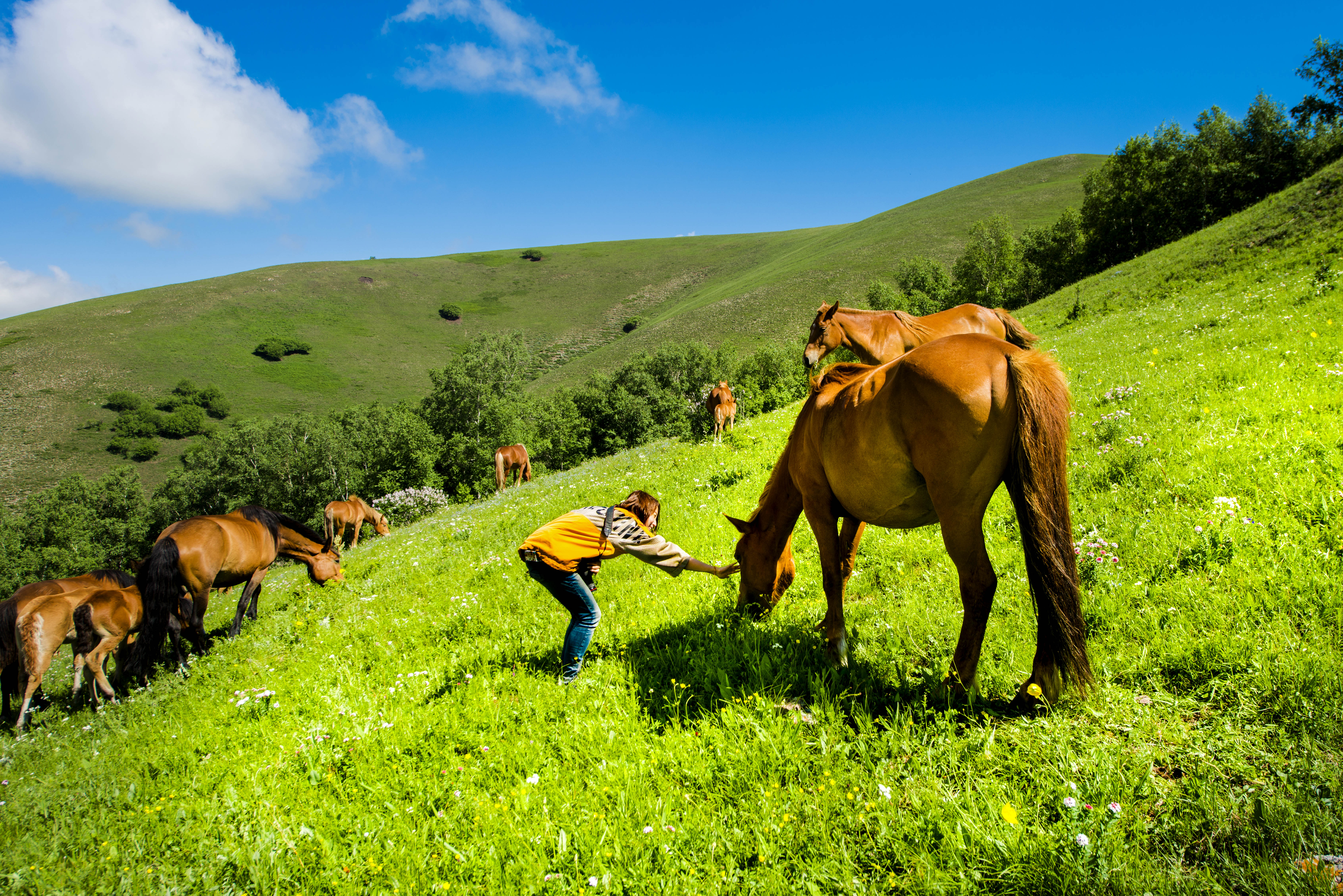 京北第一天路千松坝森林公园,京北第一草原景区和千松坝