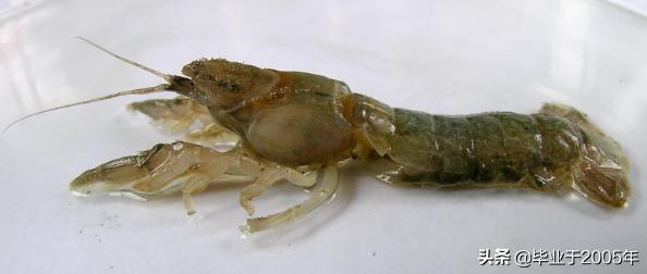 大连什么品种的虾好吃,大连哪里的虾最正宗