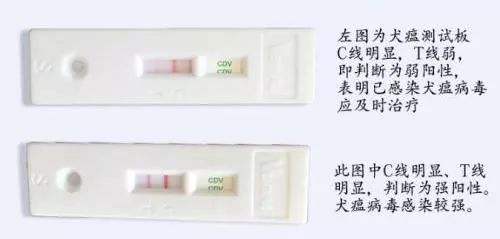 犬瘟病毒在室温下存活多久,狗狗感染犬瘟病毒症状