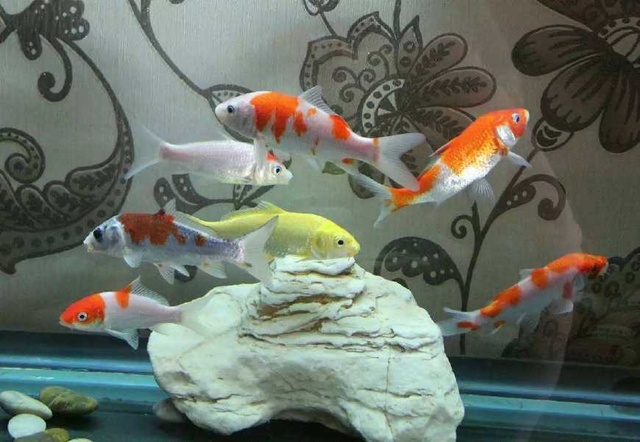 养风水鱼养几条最好,风水鱼不想养了能扔了吗