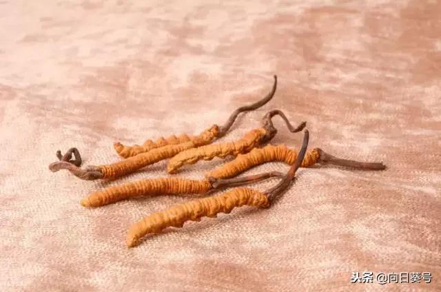 每日一药冬葵子,每日一药冬虫夏草