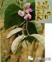 中药药材大全及功效,补肾中药大全及功效