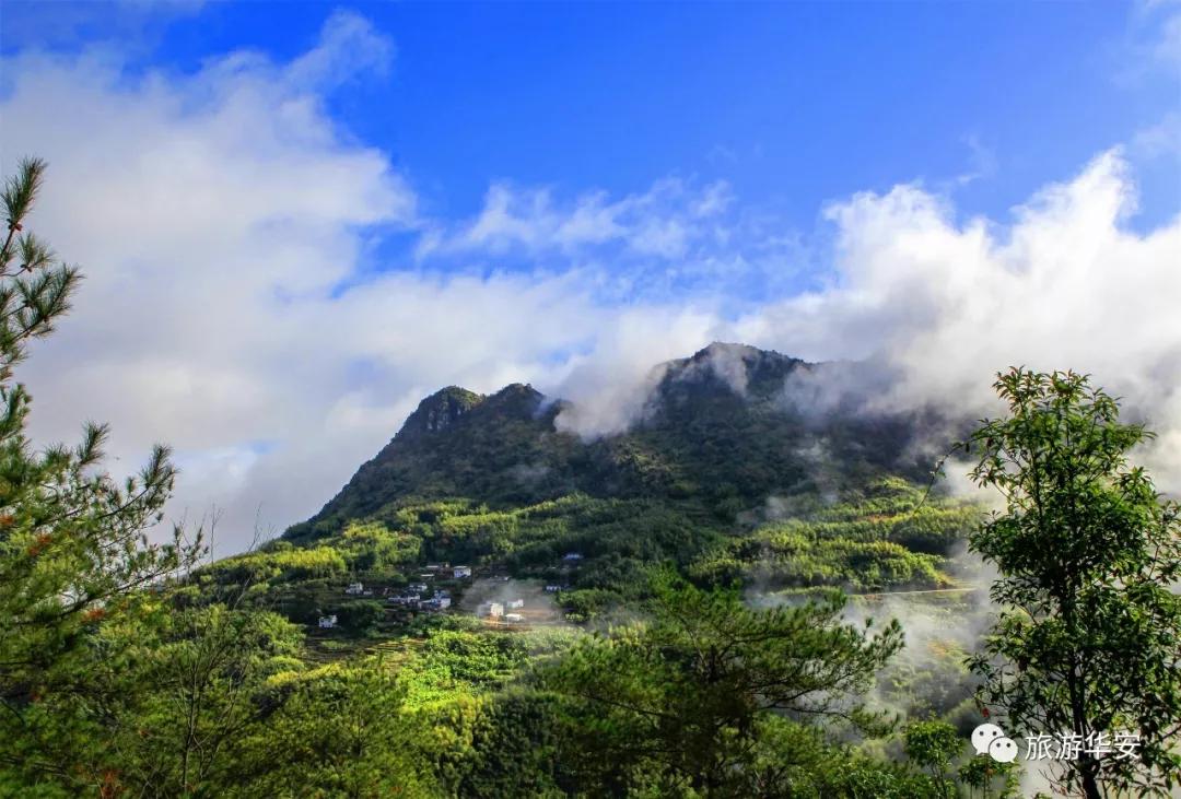 春风十里不如你,我在华安等着您