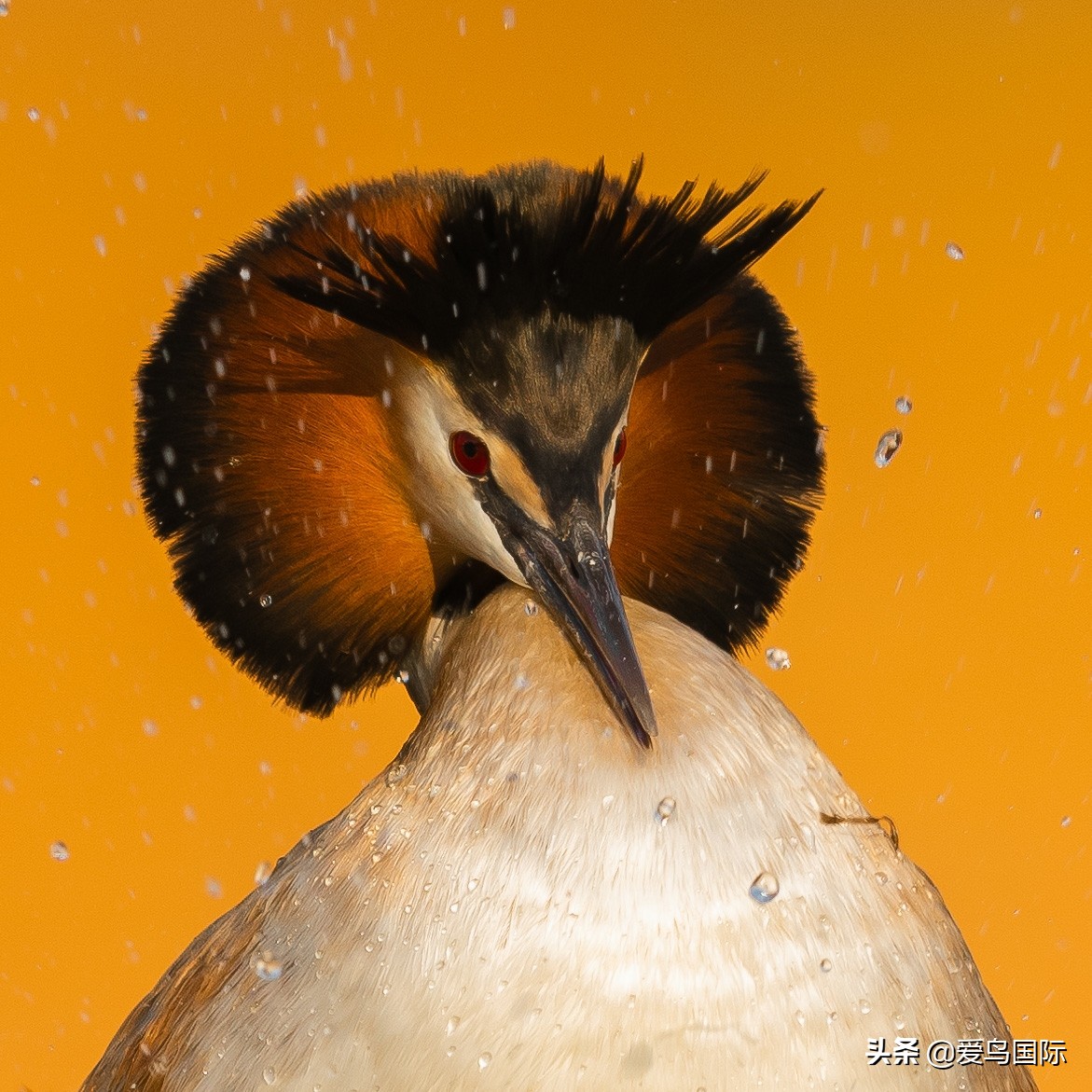 观鸟大年,观鸟作品100幅