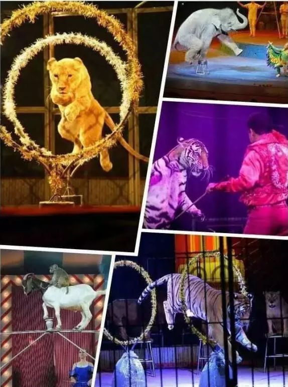 「欧蓓莎跨年巨献」醉美油纸伞、马戏团表演、环球美食节应有尽有