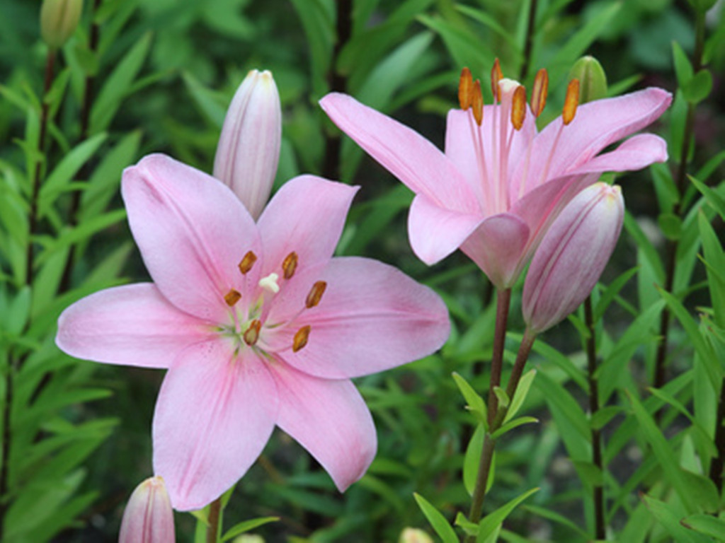 百合常见病害防治措施,百合病害图普及防治方法