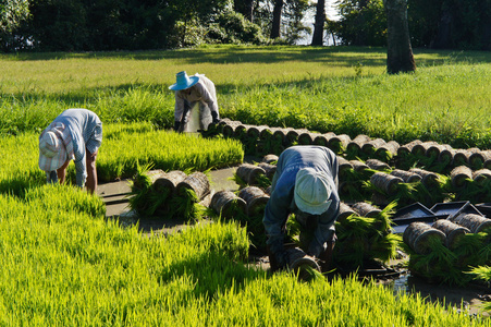 娉板浗杩涘彛涓浗澶х背,娉板浗澶х背鍑哄彛浠锋牸涓婃定