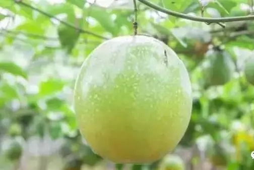 黄金百香果吃法,黄金百香果的功效与作用