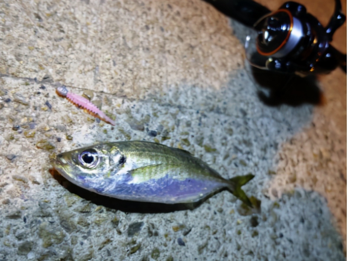 青竹鱼钓法和饵料,日本竹荚鱼的做法